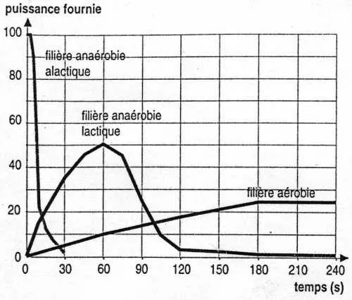 Les différentes filières des voies aérobique et anaérobique